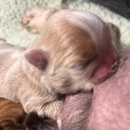 Fantasia - Cream and white female Shih Tzu puppy in Sacramento, California from NANA’S  QUALITY SHIH TZU'S