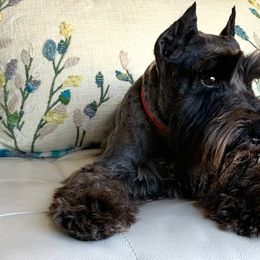 LOLA - Miniature Schnauzer