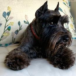 LOLA - Miniature Schnauzer