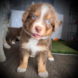 Serrano-Full tail and one blue and one green ey eye likely - Red tri-color male Australian Shepherd puppy in Penrose, Colorado from Best Friend Aussies