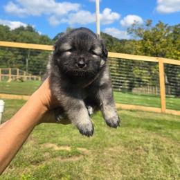 Sebastion - Wolfgray and black male Keeshond puppy in Logan, Ohio from Hocking Hills Keeshonds