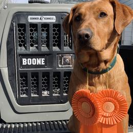 Boone - Labrador Retriever