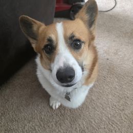 Gambino - Pembroke Welsh Corgi