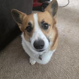 Gambino - Pembroke Welsh Corgi
