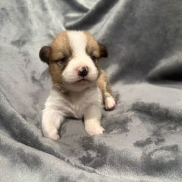 Green - Sable male Pembroke Welsh Corgi puppy in Moreno Valley, California from Playful Corgis
