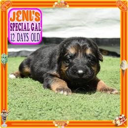 JENI'S SPLENDID - Black and red female German Shepherd puppy in Murrieta, California from Diamond Oaks German Shepherds