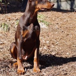 Doberman Pinscher Puppies from KB's Dobermans