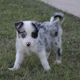 Petey - Blue merle male Border Collie puppy in Ripley, Oklahoma from Adventure5 Border Collies