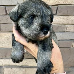 Silver Ribbon Girl - Salt and pepper female Miniature Schnauzer puppy in Floyd, Virginia from Little River Puppies