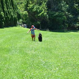 Poodle Puppies from D and D Standard Poodles