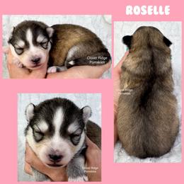 Roselle - Silver and white female Pomsky puppy in Sheffield, Iowa from Clover Ridge Pomskies