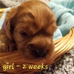 Cavapoo Puppies from Home Sweet Home Puppies