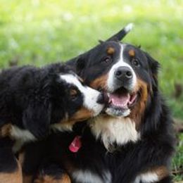 Bernese Mountain Dog Puppies from Lonesome Pine Farm