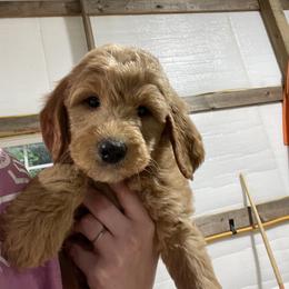Goldendoodle and Poodle Puppies from Ransone’s Ridge Runners Poodles and Doodles