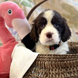 Davey Jones - Liver and white male English Springer Spaniel puppy in Cookeville, Tennessee from AVE Springer Spaniels