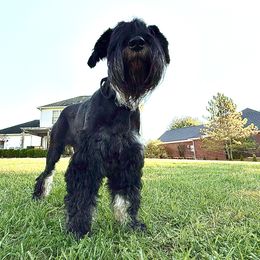 Stella - Giant Schnauzer
