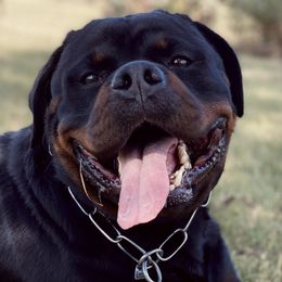 Maybach - Rottweiler