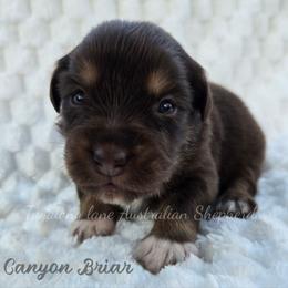Canyon Briar - Red tri male Miniature Australian Shepherd puppy in Muskogee, Oklahoma from Tagalong Lane Australian shepherds