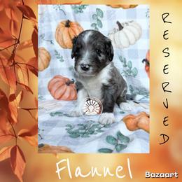 Flannel - Merle male Bernedoodle puppy in Godwin, North Carolina from Farm Sweet Farm Doodles