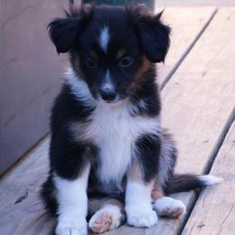 Billie - Black tri male Miniature American Shepherd puppy in Central Islip, New York from Fifth Avenue Australian Shepherds