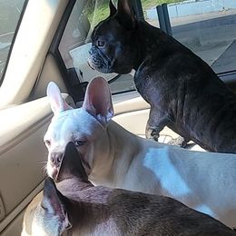 French Bulldog All Grown Up from Ohio Valley Frenchies