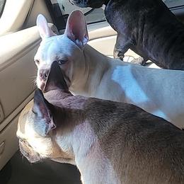 French Bulldog All Grown Up from Ohio Valley Frenchies
