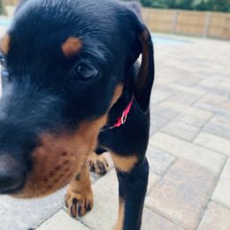 Doberman Pinscher Puppies from TeatreeDoberman