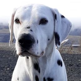Dalmatians from Home Grown Dalmatians