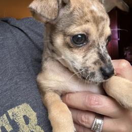 Bindi - Merle female Chihuahua puppy in Wausau, Wisconsin from Nine Mile Farms