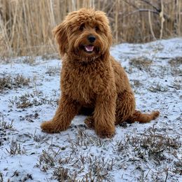 Goldendoodle All Grown Up from Penny_redminigoldendoodles7