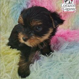 Steve Rogers - Black and tan male Yorkshire Terrier puppy in California from Corazon de gigante