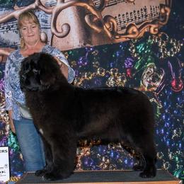 Newfoundland puppies from Bear Mountain