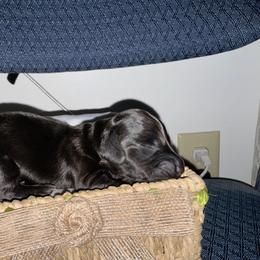 Gavin - Black male Dachshund puppy in Brockport, New York from Ryans Nursery/Ryan's Dachshunds