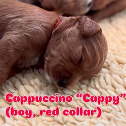 Red - Red  male Goldendoodle puppy in Guntersville, Alabama from Carefree Goldendoodles