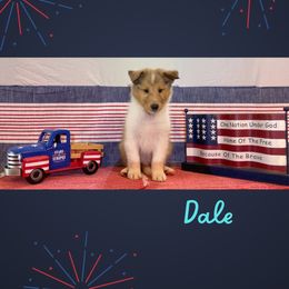 Dale - Sable merle and white male Collie puppy in St Augustine, Florida from Saltwater Collies LLC