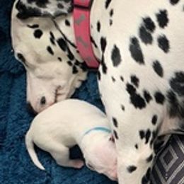Dalmatians from Nancy's Dalmatians