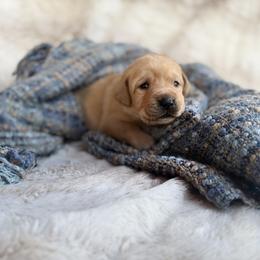 Labrador Retriever Puppies from Knotty Creek Labradors