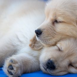 Rachel - Golden female Golden Retriever puppy in Windsor, Colorado from HiCountry Goldens