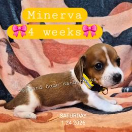 Minerva - Piebald female Dachshund puppy in Harrodsburg, Kentucky from Wayward Home Dachshunds