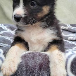 Australian Shepherd Puppies from Humboldt Aussies