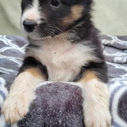 Australian Shepherd Puppies from Humboldt Aussies