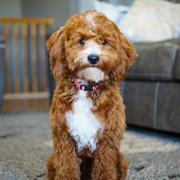 Penny - Goldendoodle