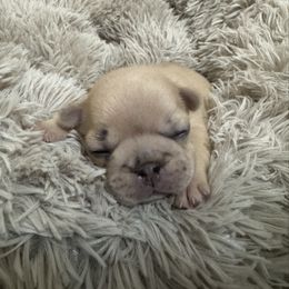 Gemini - Fawn and white female French Bulldog puppy in Saint Augusta, Minnesota from Phillips Frenchies