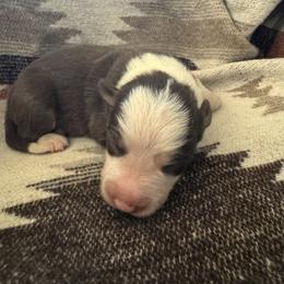 Boy 2 - Red male Border Collie puppy in Wasilla, Alaska from Double J & L Ranch Border Collies
