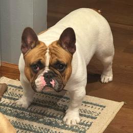 Boomer - French Bulldog
