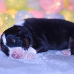 Pierre - Black tri-color male Australian Shepherd puppy in Easton, Missouri from MMA Kennel