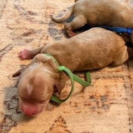 Green boy - Buff male Cockapoo puppy in Covington, Louisiana from MyKy Puppies