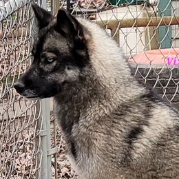 Vixen - Siberian Husky