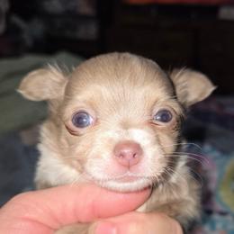 Chase (lavender) runt tiny little guy - Blue and white male Chihuahua puppy in Seneca, Missouri from Stephanie’s Puppy Colony