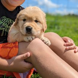 Australian Shepherd and Golden Retriever Puppies from Happy Valley Farms